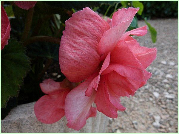 Begonia bouton de rose (3)