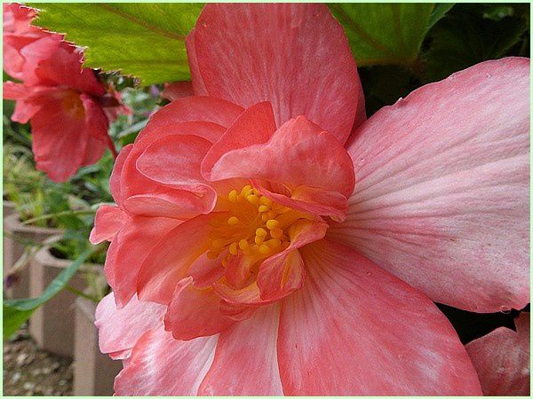 Begonia bouton de rose (4)