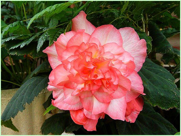 Begonia bouton de rose (5)