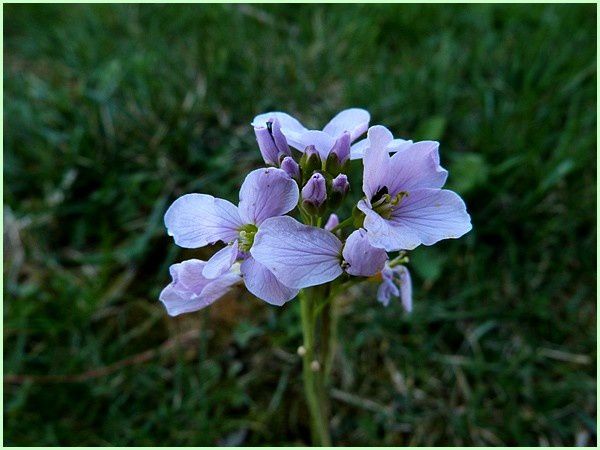 Cardamine (2)
