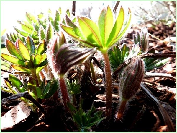 Lupin (2)