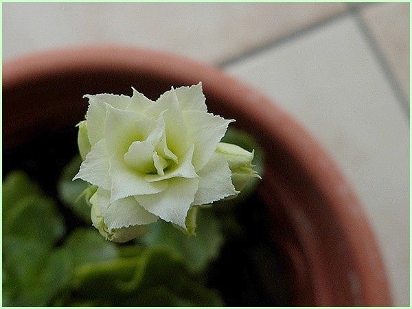 Kalanchoé (5)