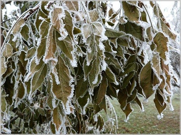 Glycine