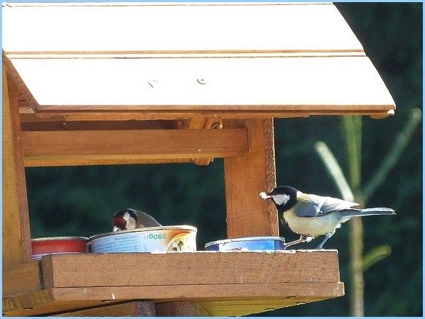 Mésange charbonnière et Chardonneret Elégant (1)