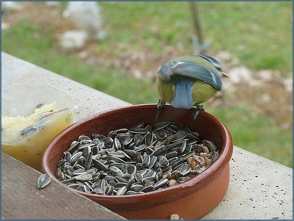 Mésange bleue (17)