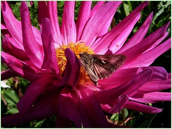 Autographa Gamma-Lambda (6)