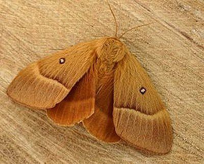 Lasiocampa_quercus.jpg
