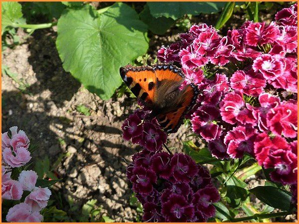 La Petite Tortue (5)