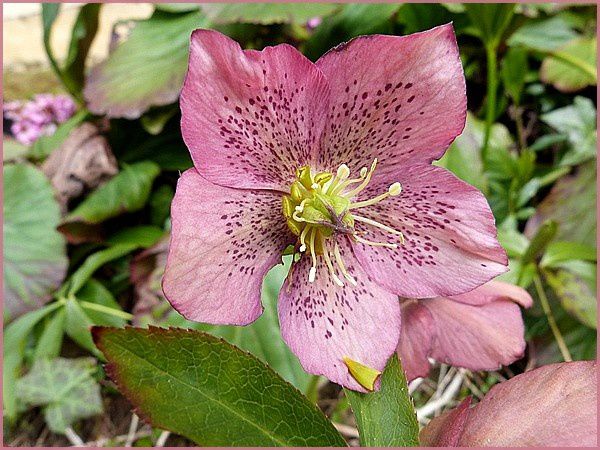 Hellébore, rose de Noël