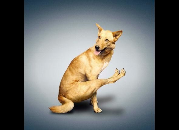 diapo_doga6.jpg