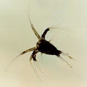 300px-Shrimp_nauplius.jpg