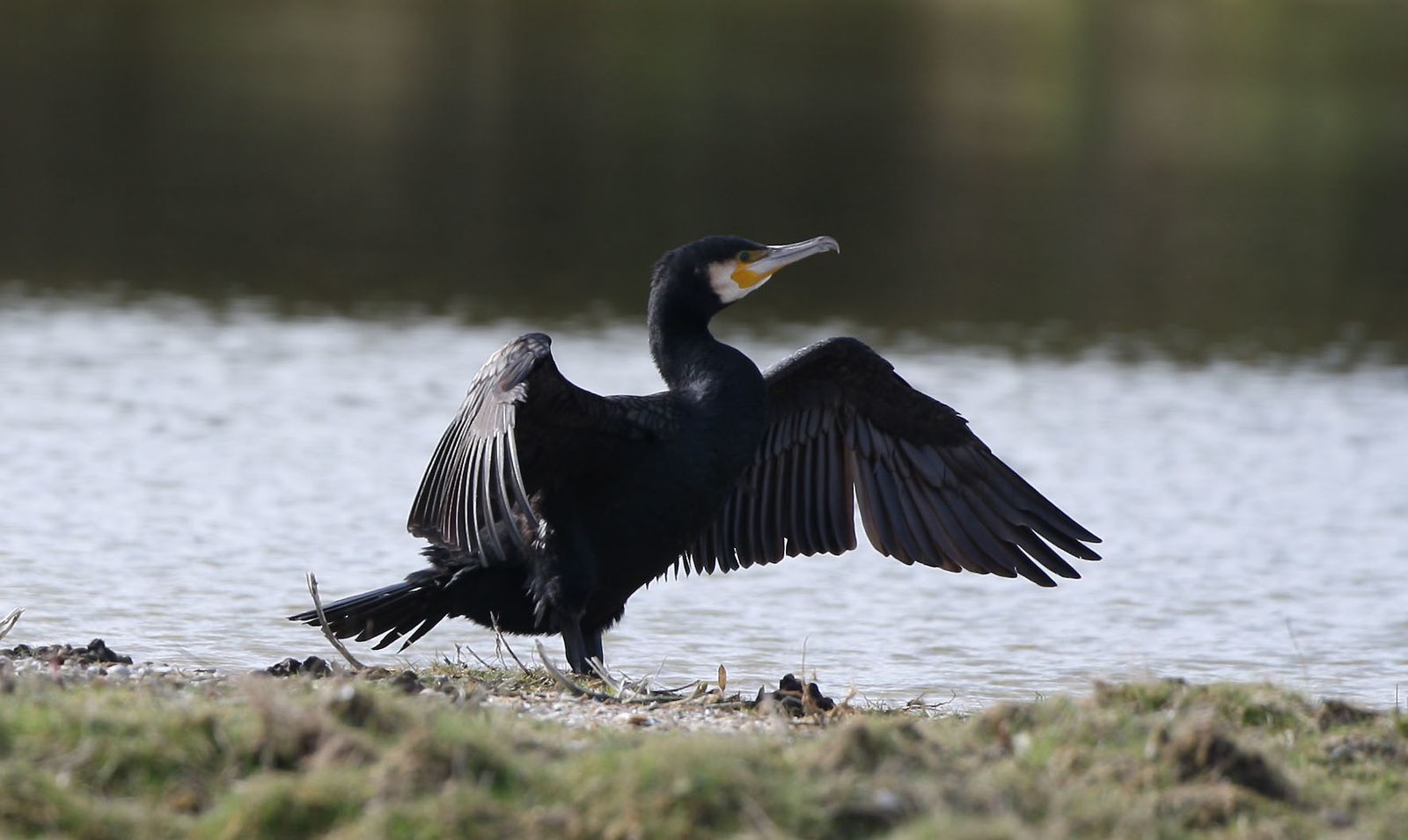 Grand cormoran ailes déployées photo d'oiseaux de Picardie Marquenterre Benoit Henrion