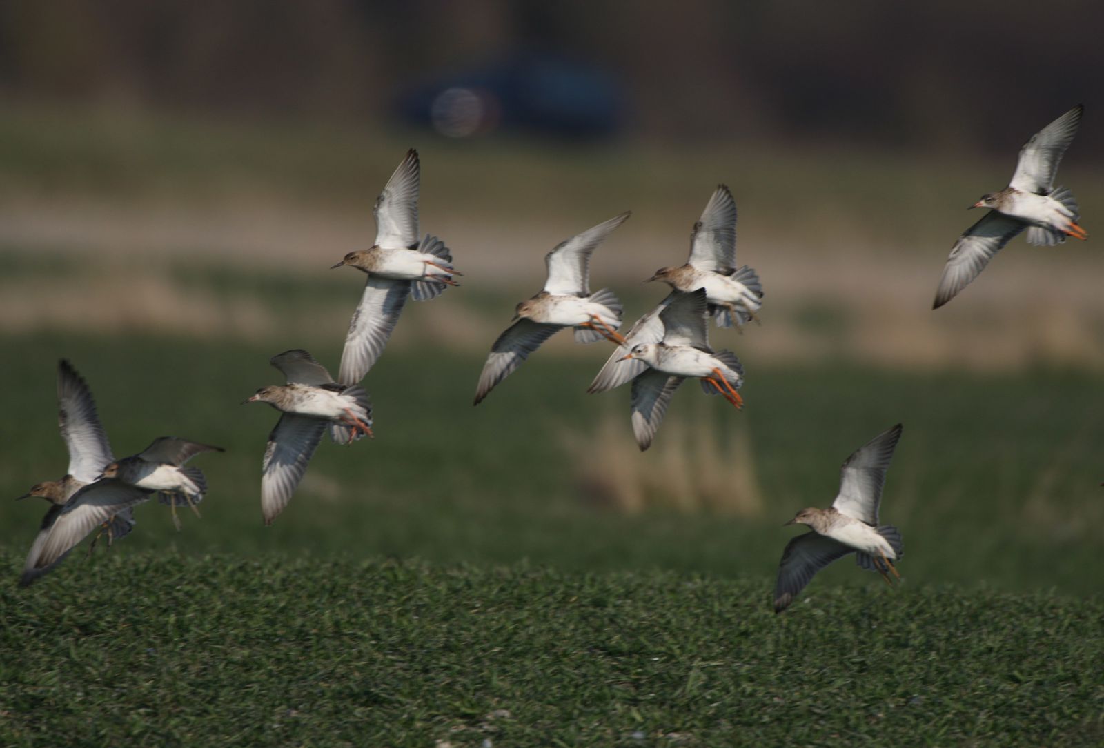 Combattants variés en vol photo d'oiseaux de Picardie hâble d'Ault Benoit Henrion