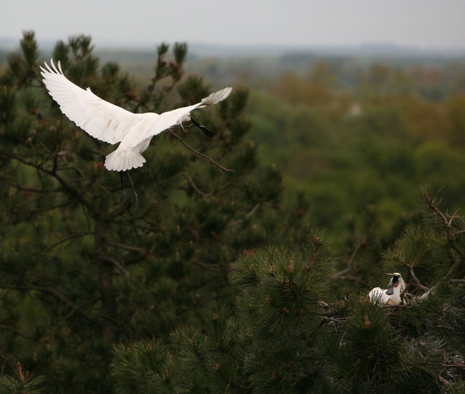 Spatule en vol ayant ramassé matériaux pour construction du nid-Marquenterre-oiseaux de Picardie-Benoit Henrion