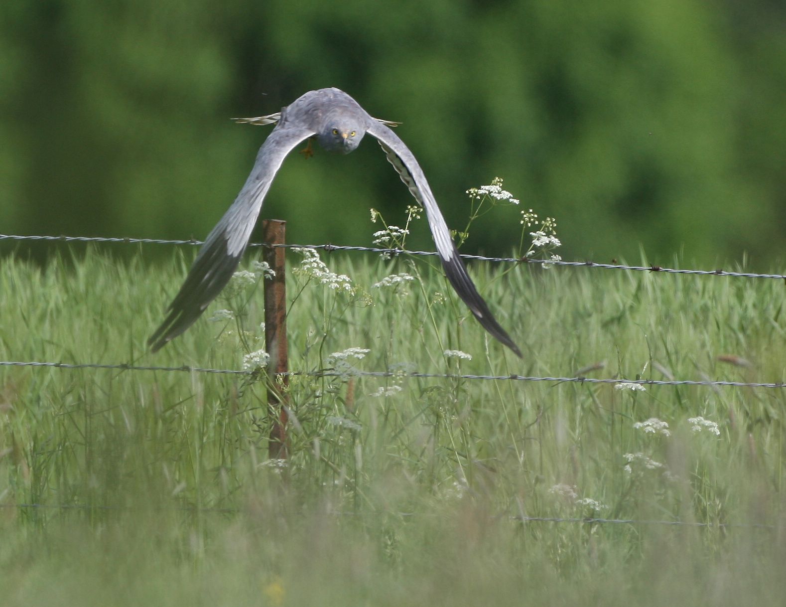 Busard cendré mâle en vol photo d'oiseaux de Picardie Thiérache Benoit Henrion