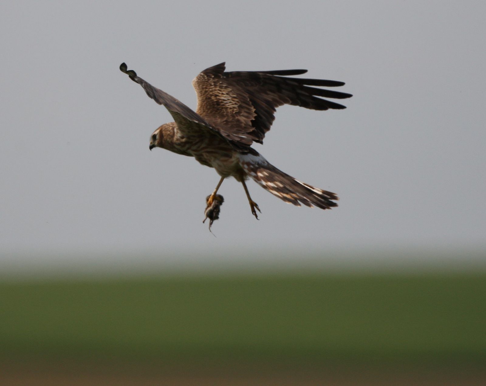Busard cendré femelle en vol avec campagnol photo d'oiseaux de Picardie Thiérache Benoit Henrion
