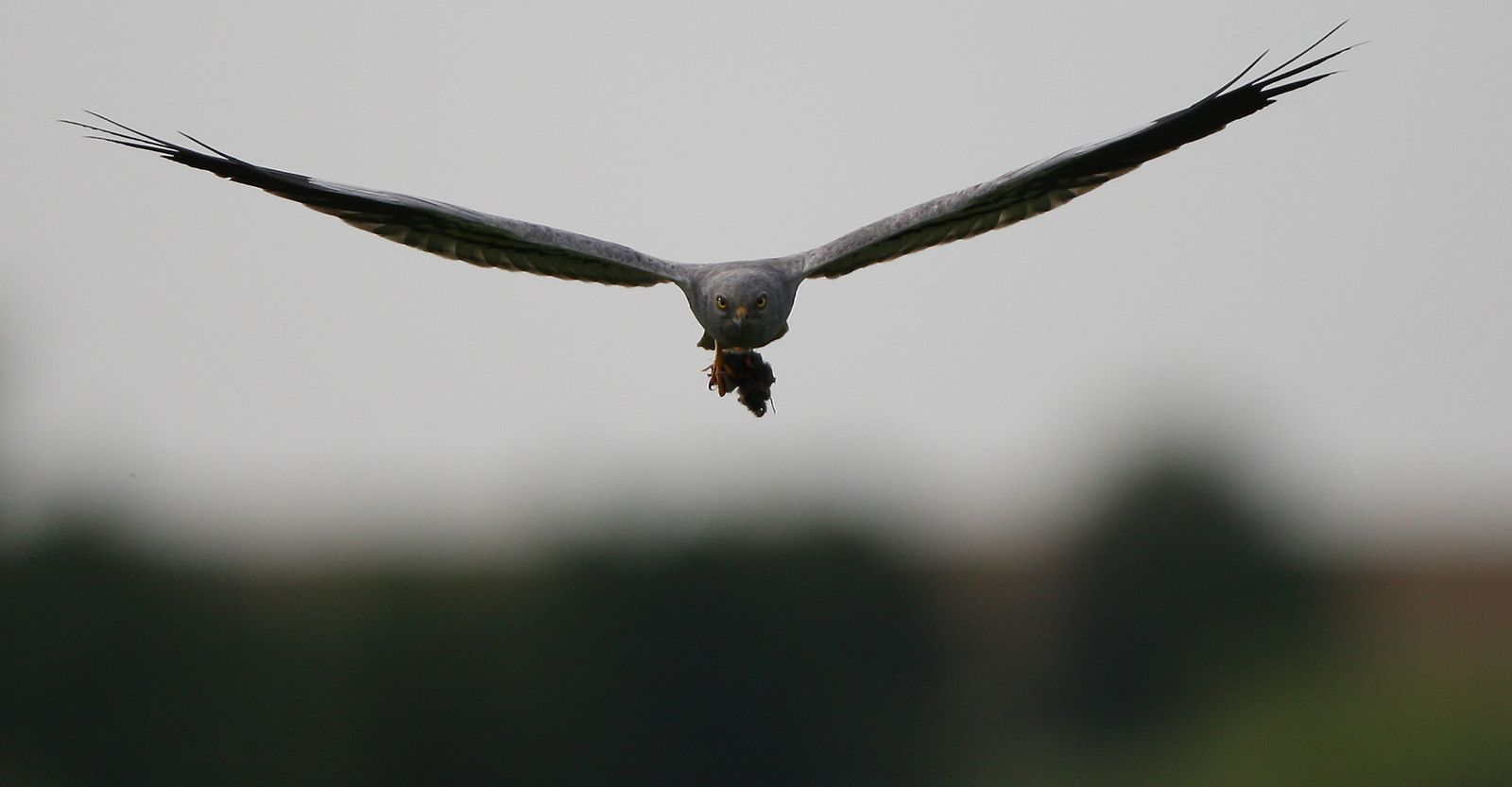 Busard cendré mâle en vol avec campagnol photo d'oiseaux de Picardie Thiérache Benoit Henrion
