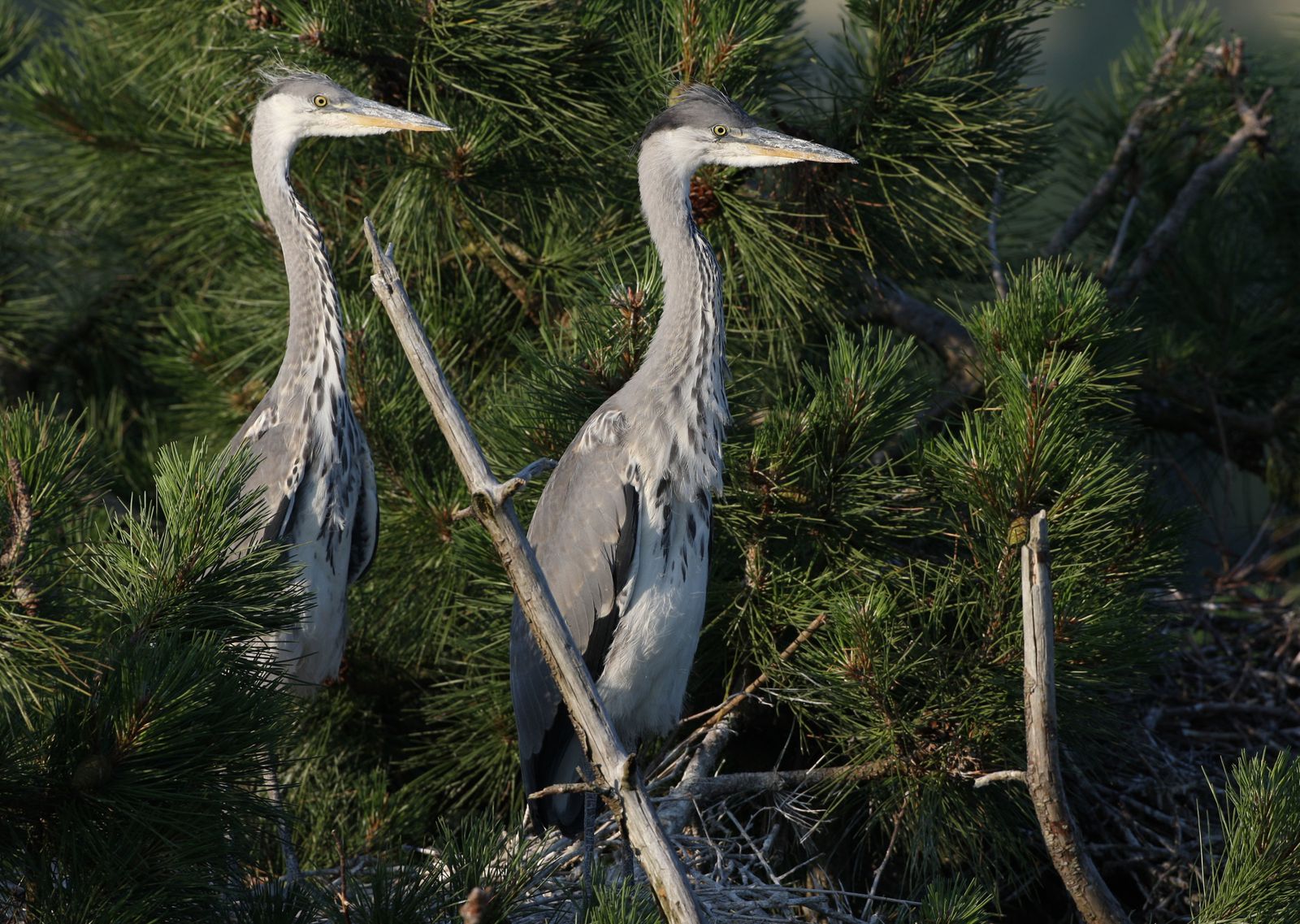 Hérons cendrés juvéniles-photos d'oiseaux de Picardie-Marquenterre-photos d'oiseaux de Picardie-Benoit Henrion