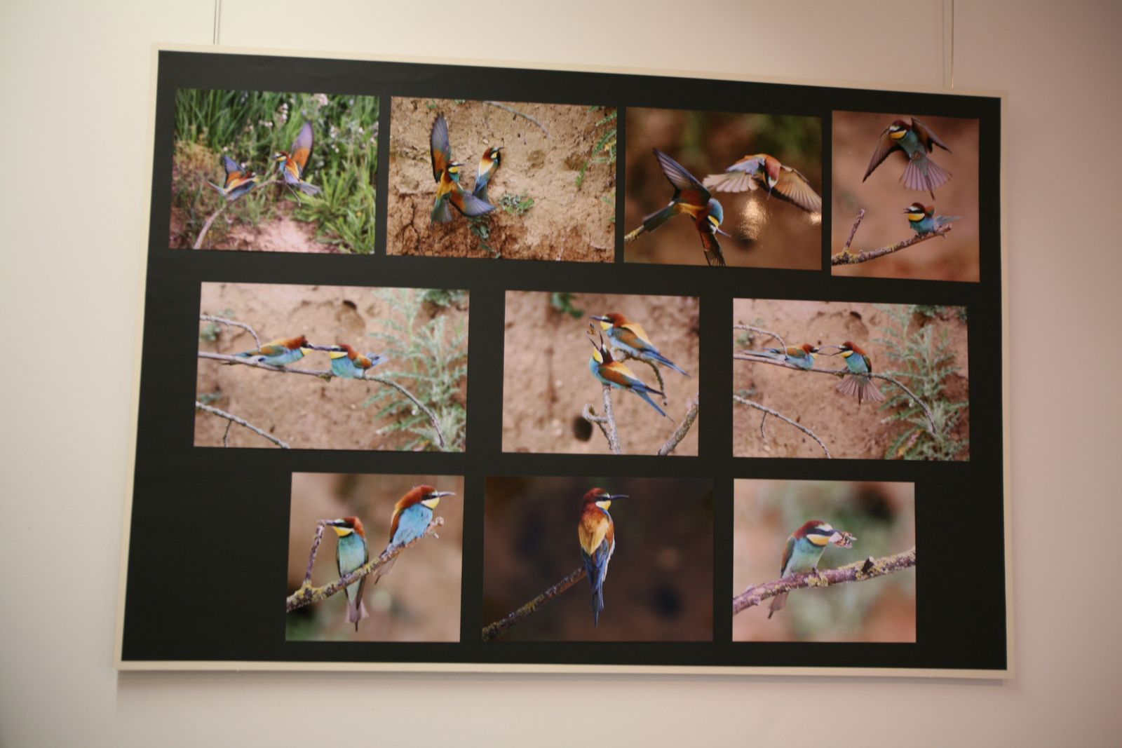 Exposition photo d'oiseaux de Picardie Thiérache Ardennes Benoit Henrion