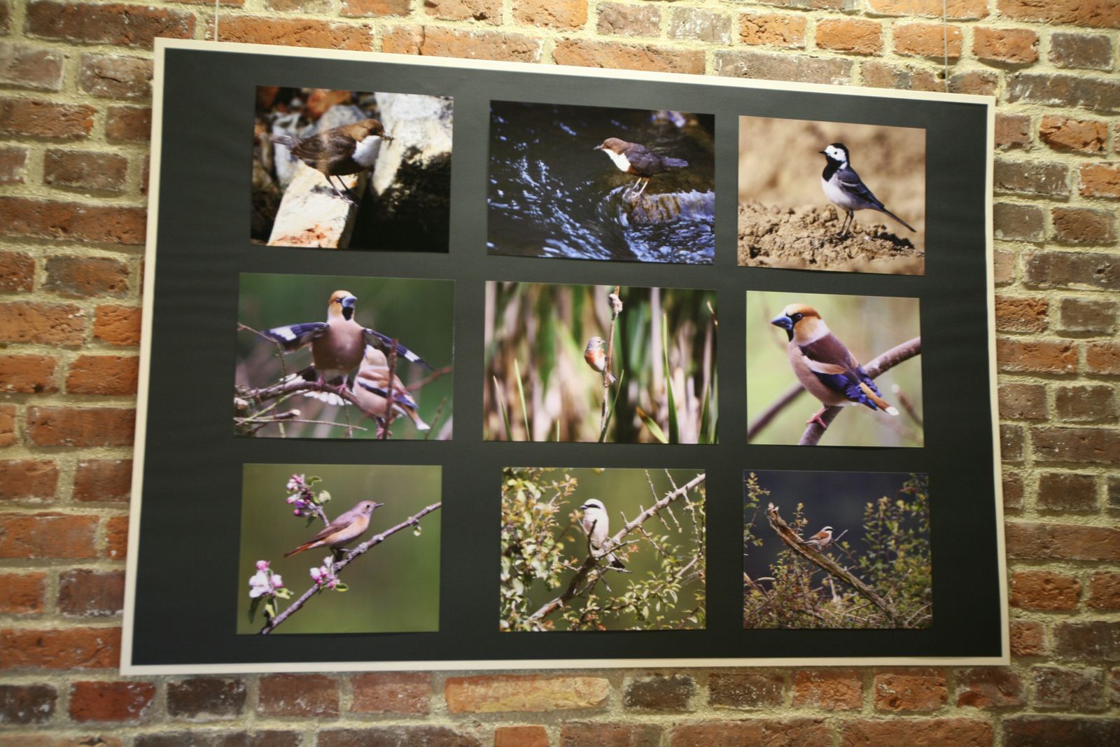 Exposition photo d'oiseaux de Picardie Thiérache Ardennes Benoit Henrion