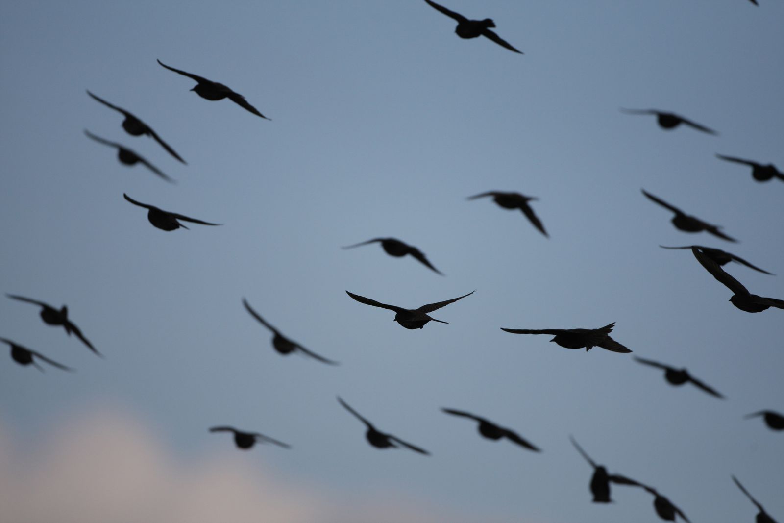 Etourneaux juvéniles silhouette en contre-jour en vol-côte picarde-photo d'oiseaux de Picardie-Benoit Henrion