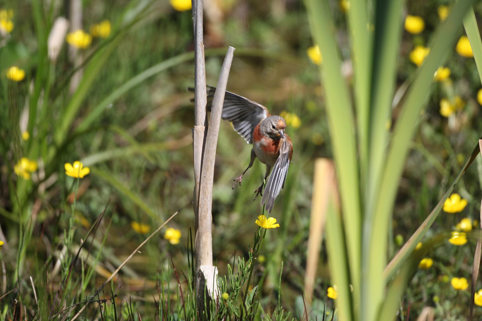 Linotte mélodieuse mâle photo d'oiseaux de Picardie Thiérache Benoit Henrion
