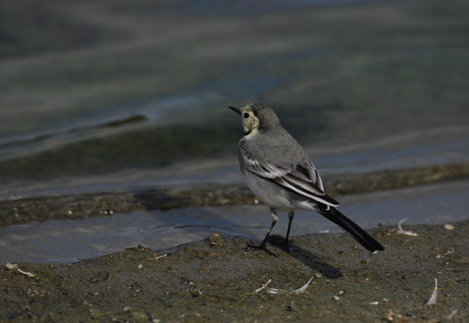Bergeronnette grise photo d'oiseaux de Picardie Parc du Marquenterre Benoit Henrion