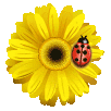 fleur-coccinelle.gif