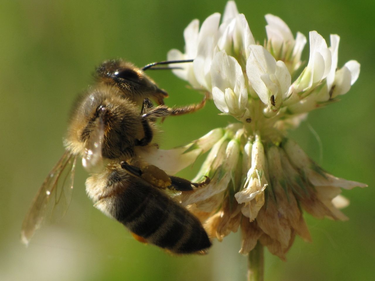 abeille butinant