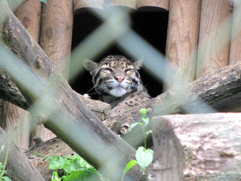 Beauval-3-9882.JPG