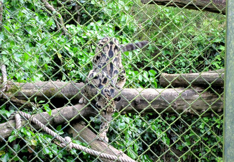 Beauval-3-9887.JPG