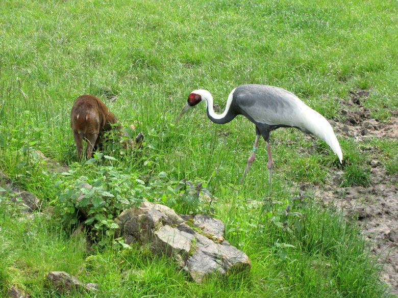Beauval-3-9892.JPG