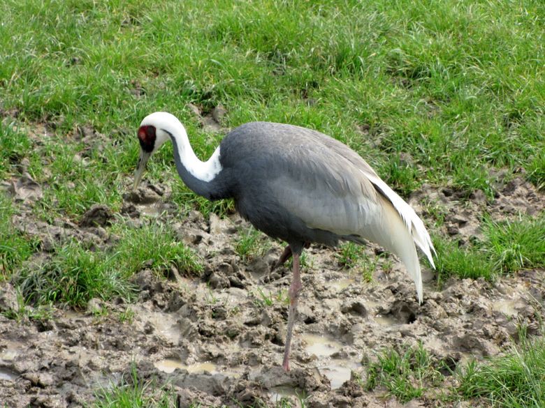 Beauval-3-9893.JPG
