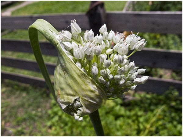 Ajo-macho-flor_0850.jpg