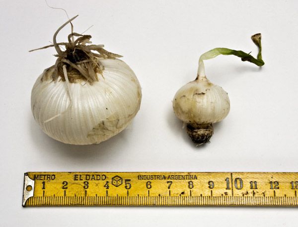 Ajo-macho_1458.jpg