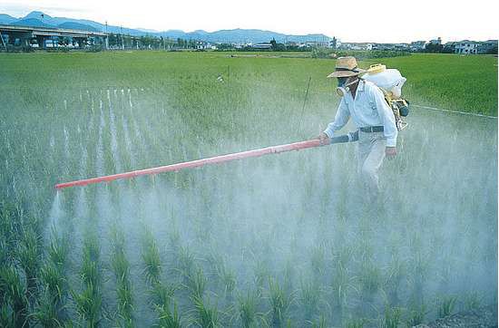 pesticides du goji non bio