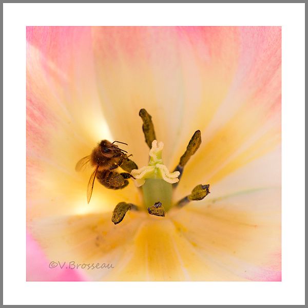 abeille-tulipe1