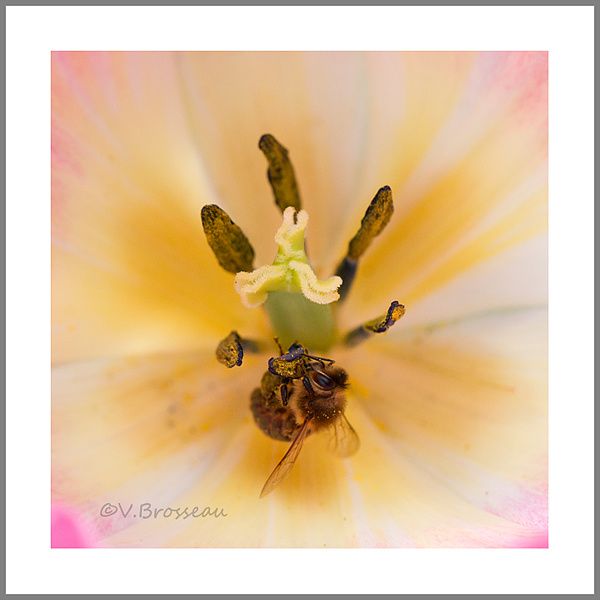 abeille-tulipe2