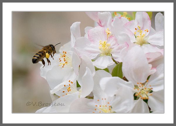 abeille-cerisier