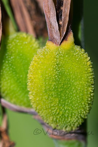 fruit-vert