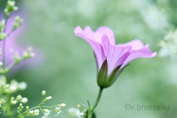 geranium-vivace