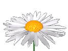 marguerittes009.gif