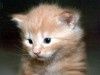 small_1944_chaton_gros_plan_1_.jpg