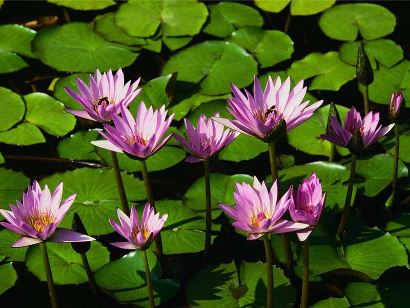 Water-lilies.jpg