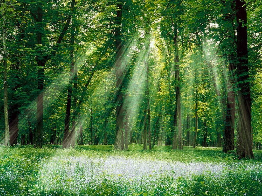 fond d'écran, foret, arbres fond d'écran, foret, arbres