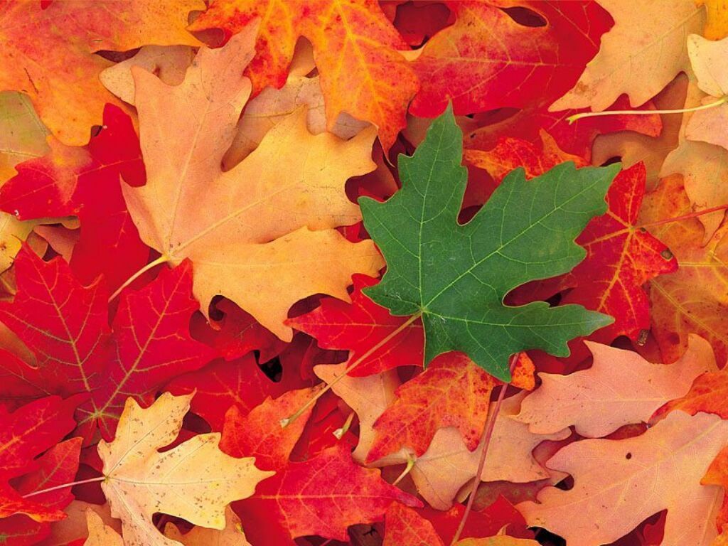 feuilles, automne, rouges, fraicheur feuilles, automne, rouges, fraicheur