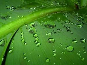 pluie, feuille, plante, vert, nature pluie, feuille, plante, vert, nature
