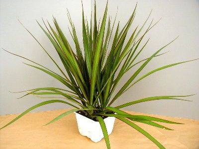 pluie, feuille, plante, vert, nature pluie, feuille, plante, vert, nature