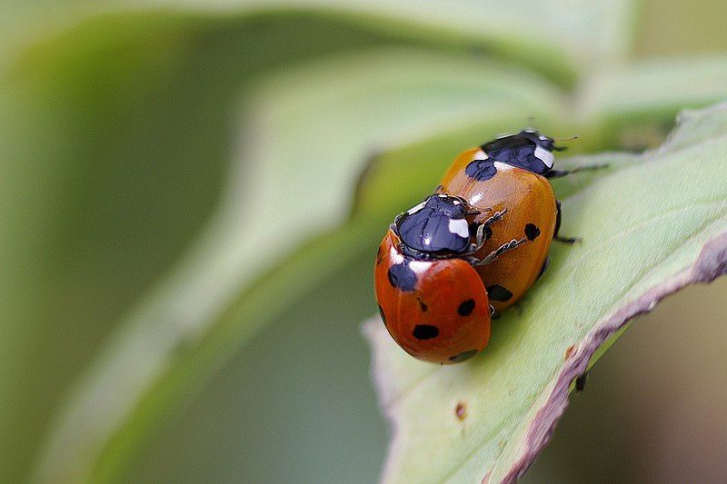 coccinelle3