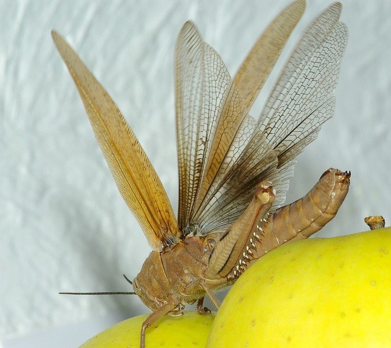 sauterelle5.jpg